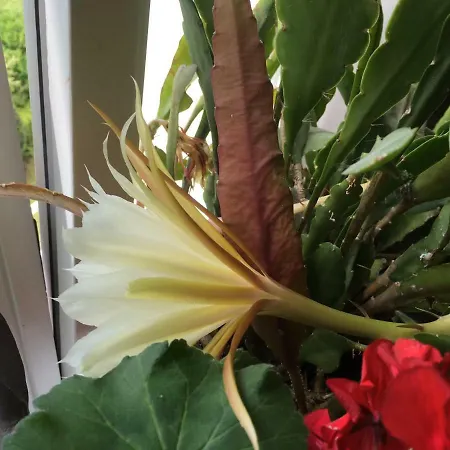 Anna Apartman Zinnowitz